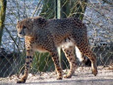 Gepard_1.JPG